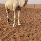 ضروبه وضحاء