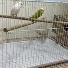طيور