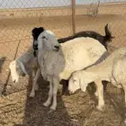 غنم حريات و معزاء للبيع