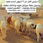 سواكن - رفيدي - حري - نعيمي - نجدي مرابي طيبه