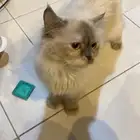 قطه للتبني