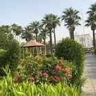 احتاج شقة غرفه صالة عوايل
