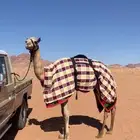 قعود