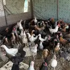 دجاج العدد 60 للبيع