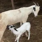 ماشاءالله تبارك الله سنها ربع