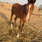 حصان شعبي للبيع