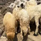طليان ذبايح فل شحم ماشالله