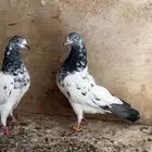 طبات تيدي TOP