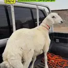 ذبائح للبيع
