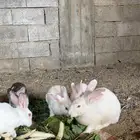 ارانب للبيع