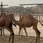 قعدان للبيع