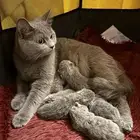 قطة