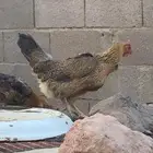 دجاج بلدي كفو