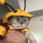 قطه لتبني