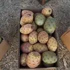برشوميالحدب احمر