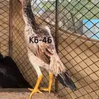 دجاجة ياباني فاخرة