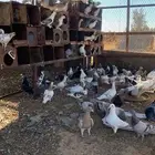 اجواز سلفر وزاجل كريمي وفرنسي