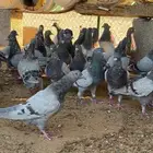 الخرج