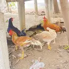 دجاج