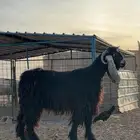 فحل ثني