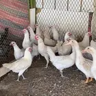 دجاج فيومي