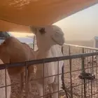 قعود مشروع فحل ساسه على رمان المهيلب