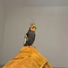 كروان للبييع