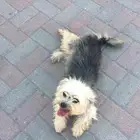 لي البيع كلبه انثى حامل