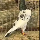 حمام تيدي