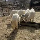 خرفان