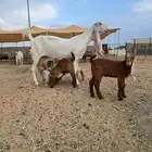 عنز هولنديه متبع ب3