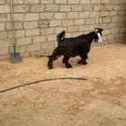 تيس عارضي