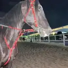السلام عليكم ورحمه الله وبركاته حصان ادهم للبيع