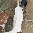معزاء مقاني
