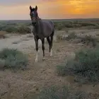 مهر شعبي