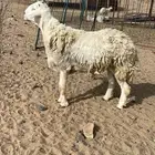 طلي فحل مشروط ضراب والي عندة غنم تحتاج مسك على المسك