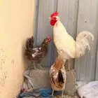 دجاج بلدي شرط تفريخ