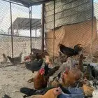 دجاج بلدي