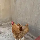 طقم براهما للبيع