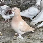 حمام مشكل ما اعرف نوعه للبيع