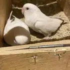 جوز روز منتج تم البيع