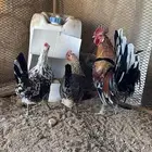 دجاج ماكنتوش دم صافي سلاله صافيه