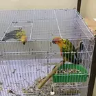 زوج صن كنيور غير اليف