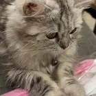 قطه تزاوج