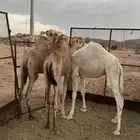 قعود وبكرتين