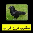 مطلوب غراب للبيع