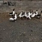 وز للبيع