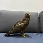 عقاب للبيع .