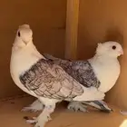 حمام حب الرمان منتج