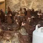 فروخ دجاج فرنسي دبس صافي